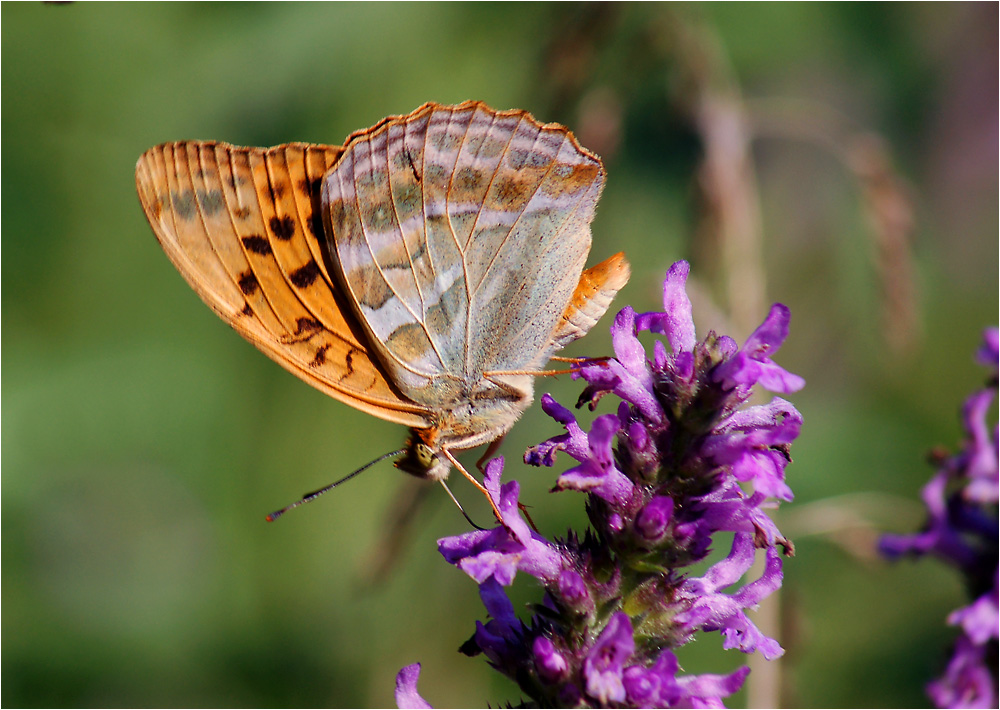 Argynnis paphia - Перламутровка большая лесная.