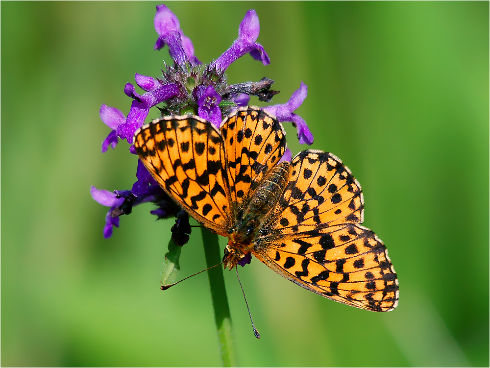 Boloria euphrosyne - Перламутровка Эфросина