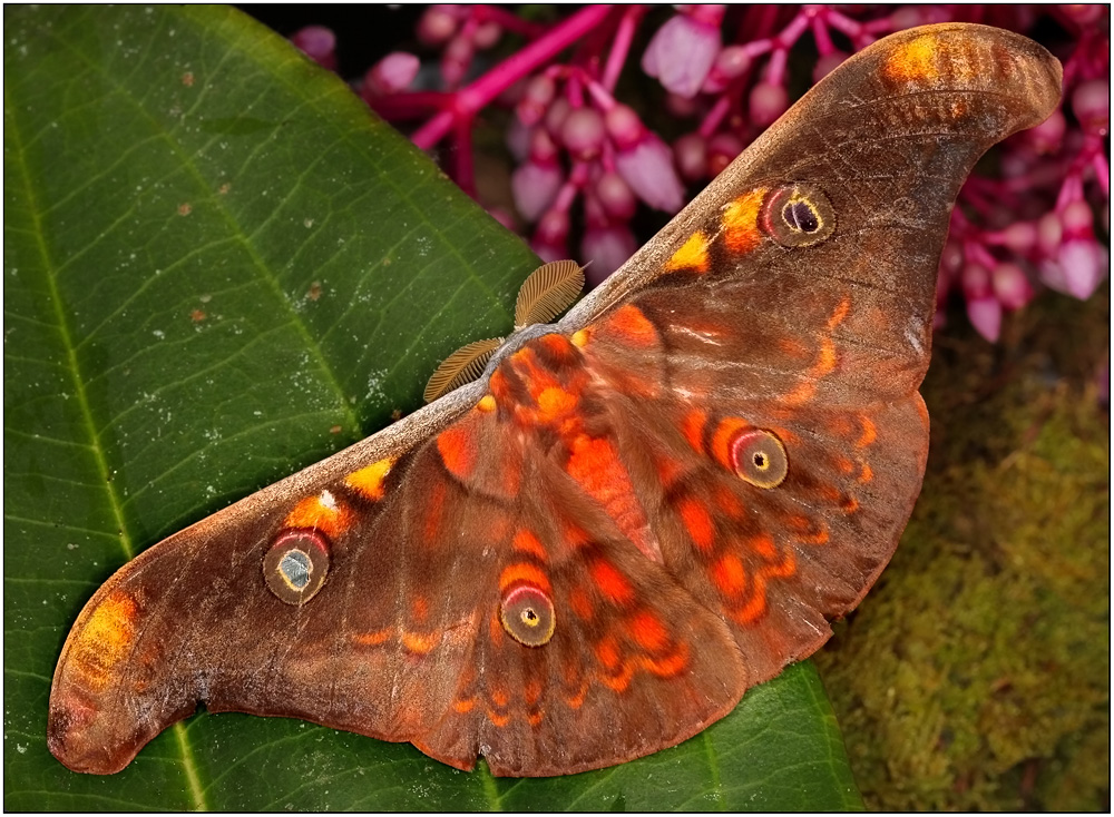 Antheraea larissa