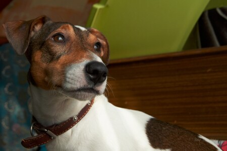 Джек-Рассел терьер