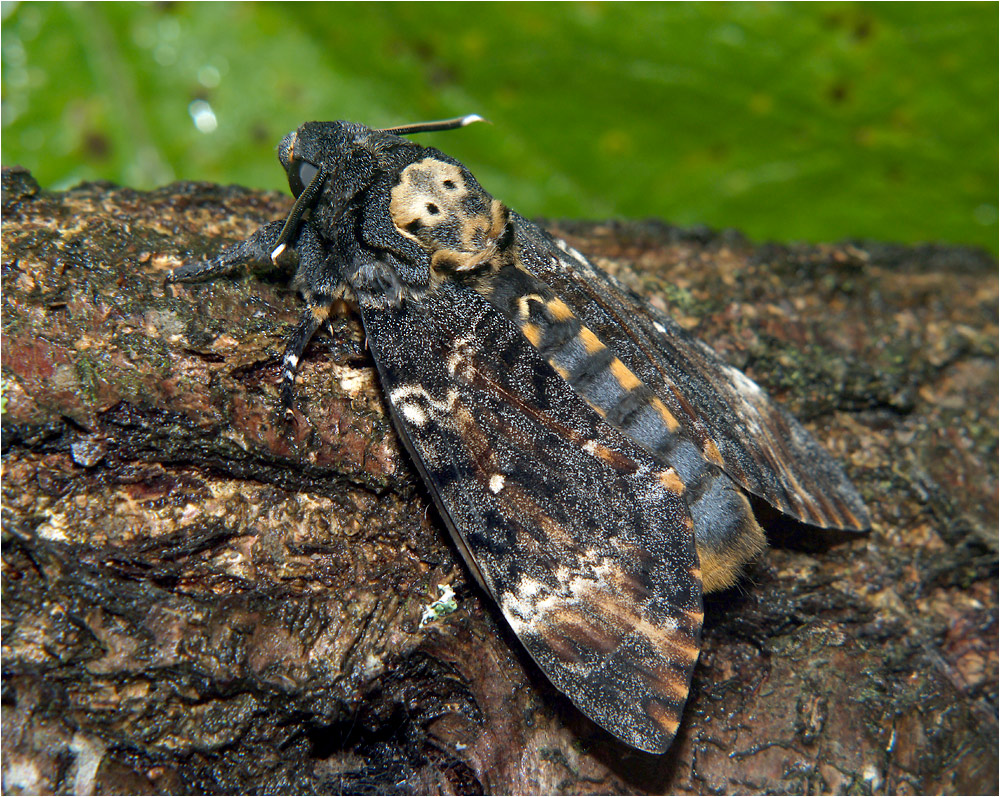 Acherontia atropos - Бражник мертвая голова