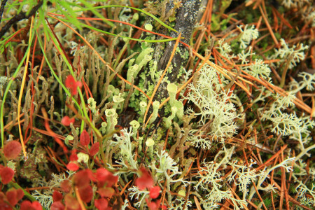 Макрофото микролеса