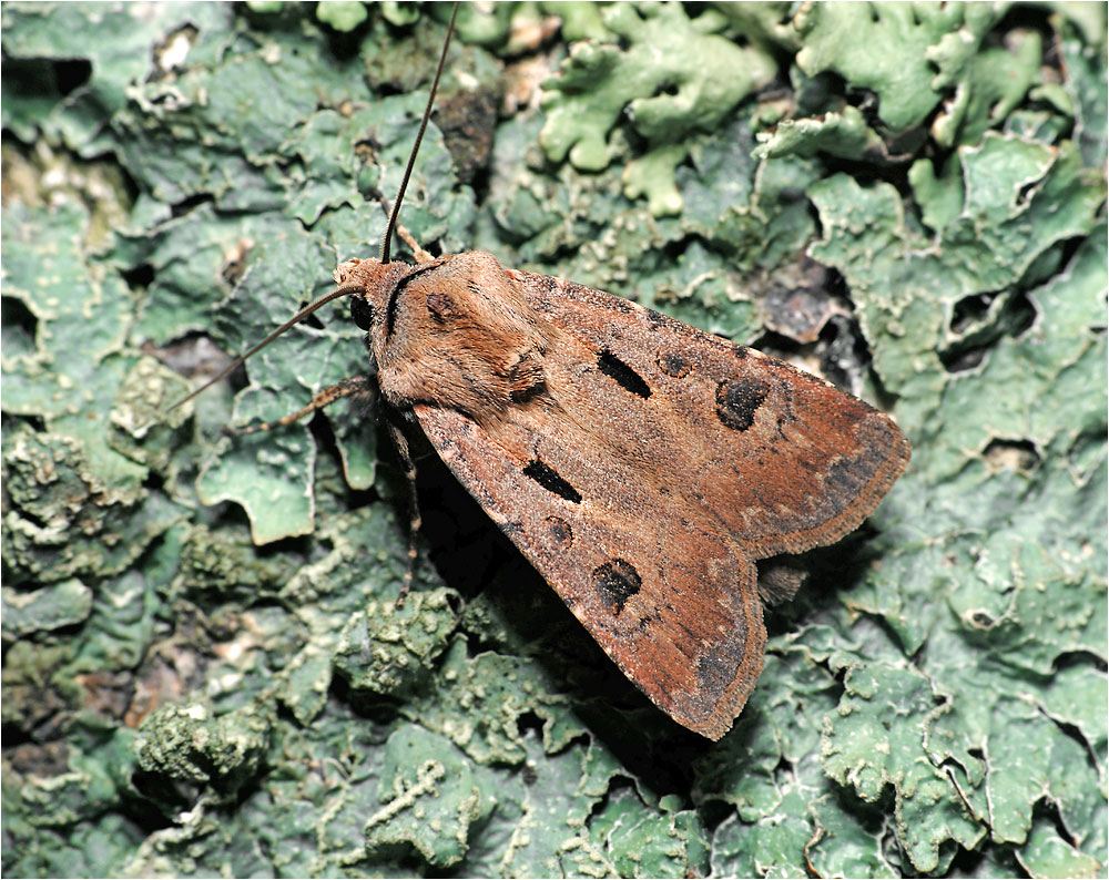 Agrotis exclamationis - Совка восклицательная