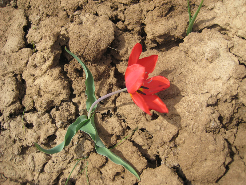 Тюльпан Шренка (Tulipa schrenkii)