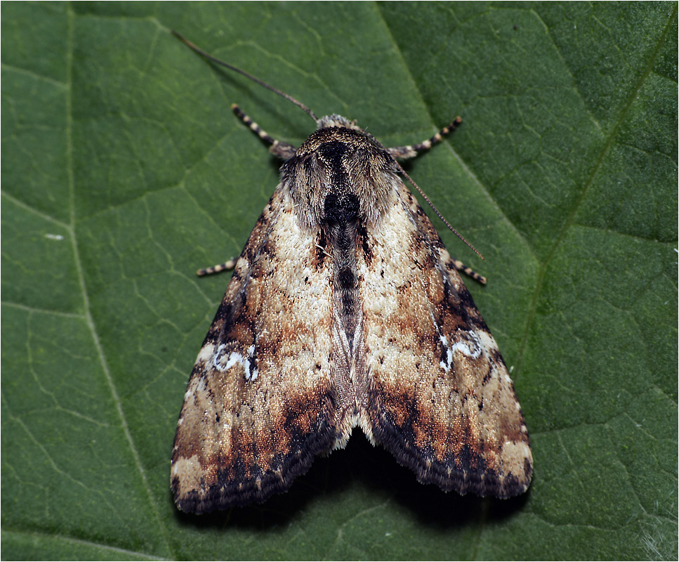 Apamea scolopacina - Апамея толстая