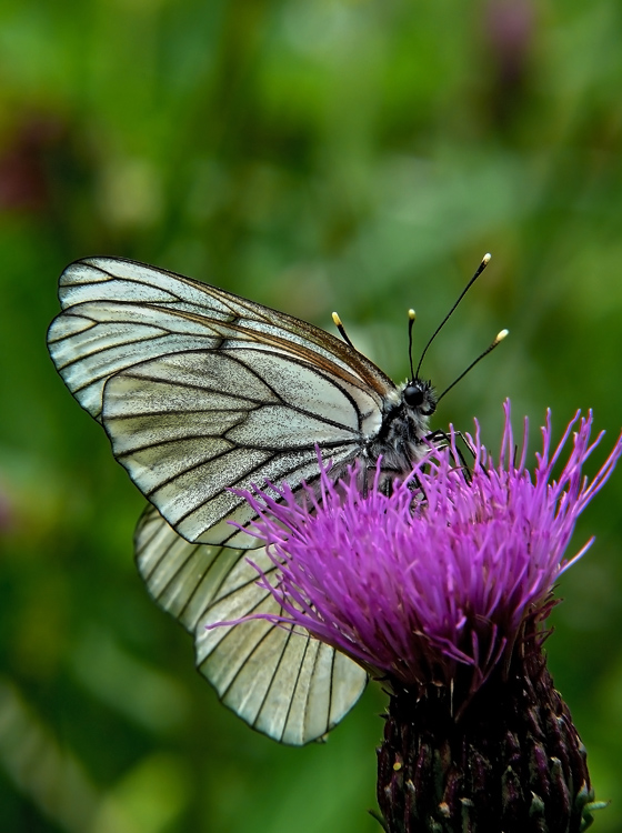 Боярышница Aporia crataegi