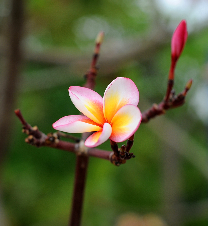 plumeria