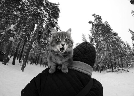 Караул! В лес уносят!