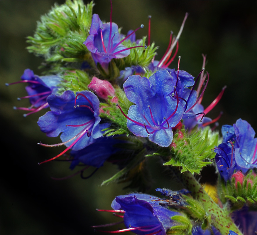 Echium vulgare - Синяк обыкновенный