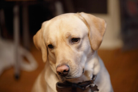 Я тоже умею мечтать