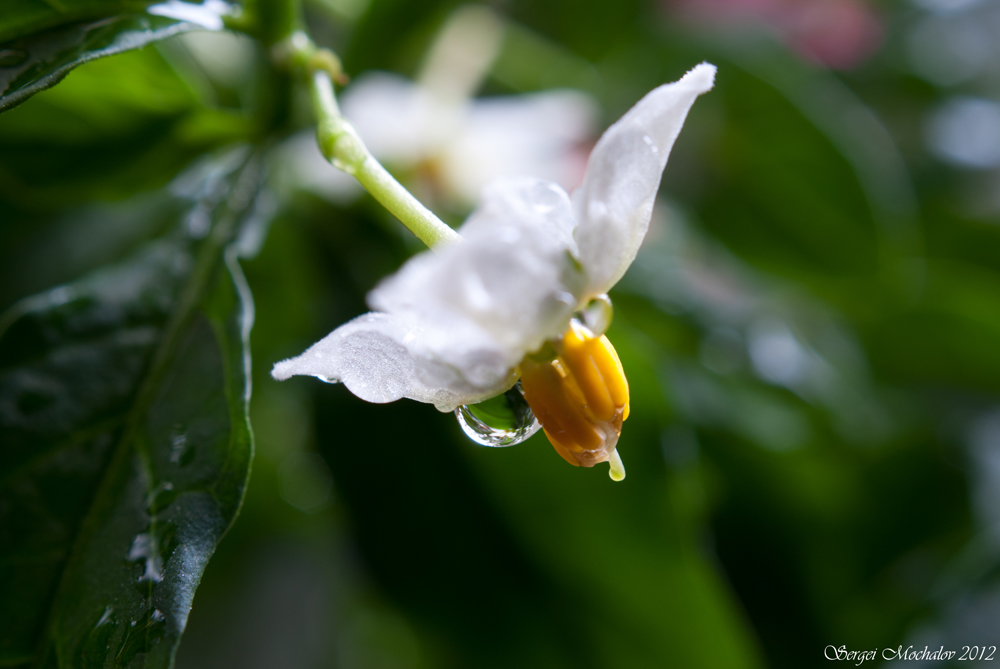 Solanum pseudocapsicum