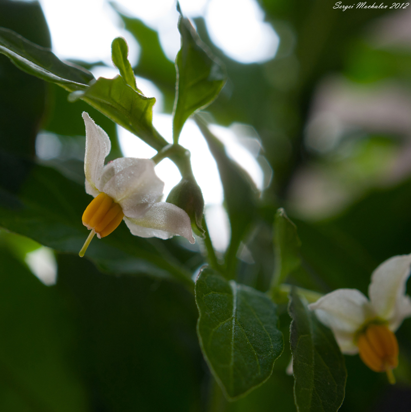 Solanum pseudocapsicum (№2)