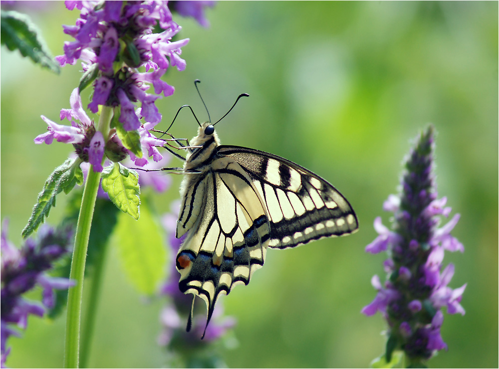 Papilio machaon - Махаон