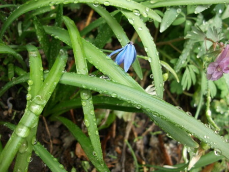 Первые капли