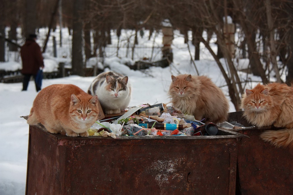 Кошаки своего не отдадут