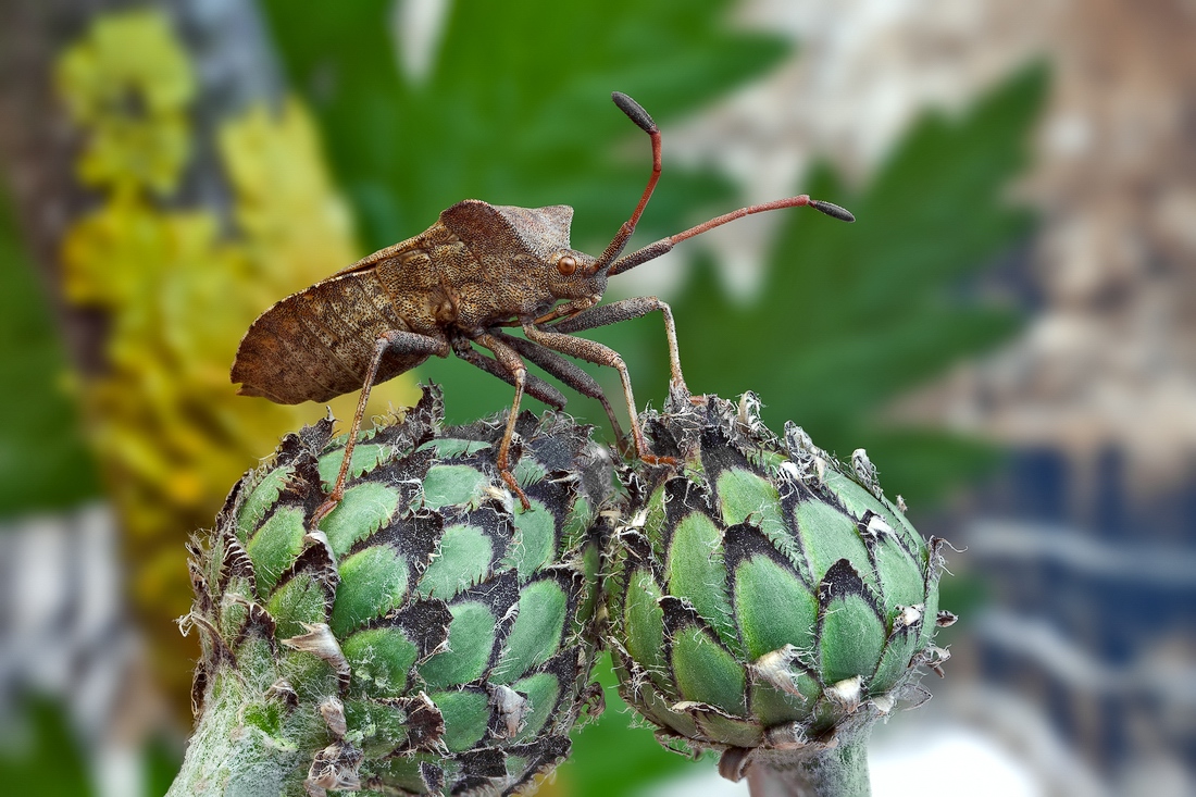 Dock Bug