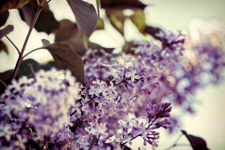 Сиреневая сирень