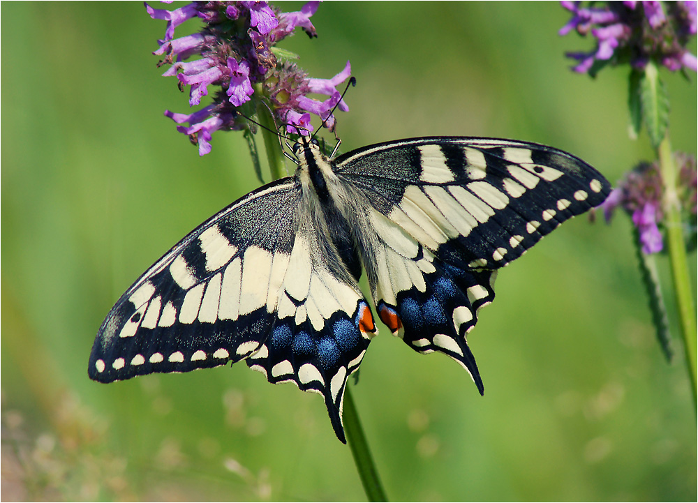 Papilio machaon - Махаон