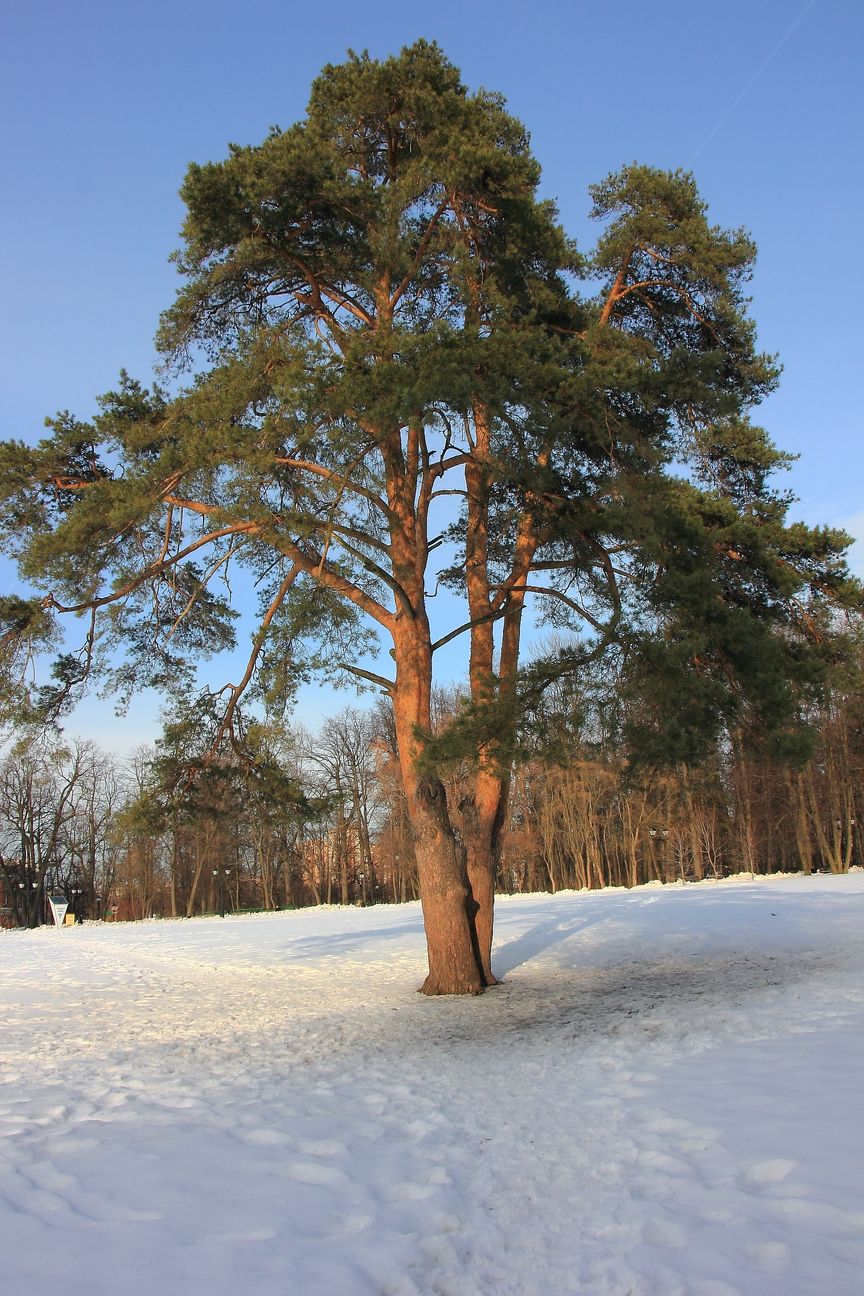 Лиственница