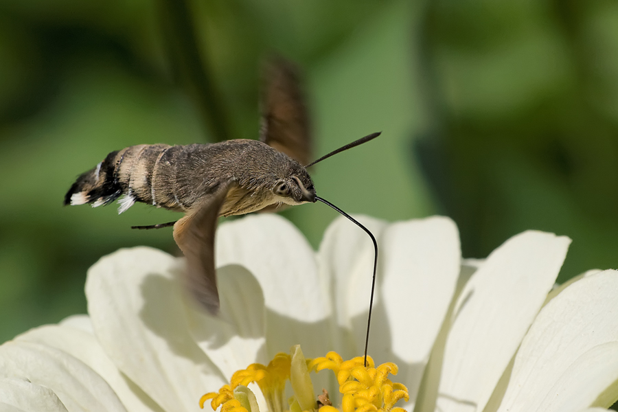 Macroglossum stellatarum