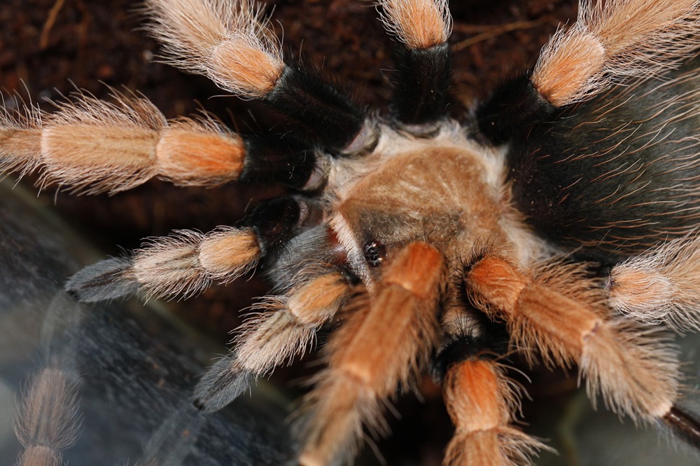 Brachypelma boehmei 