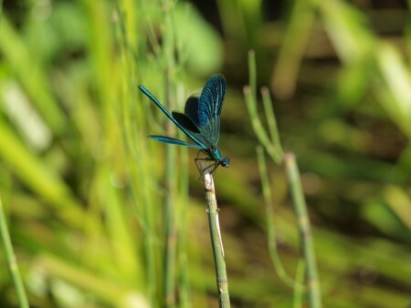 &amp;quot;вертолетик&amp;quot;