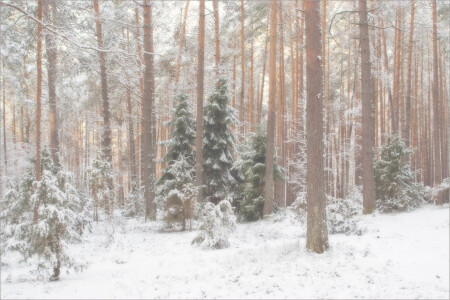 Зимний лес.