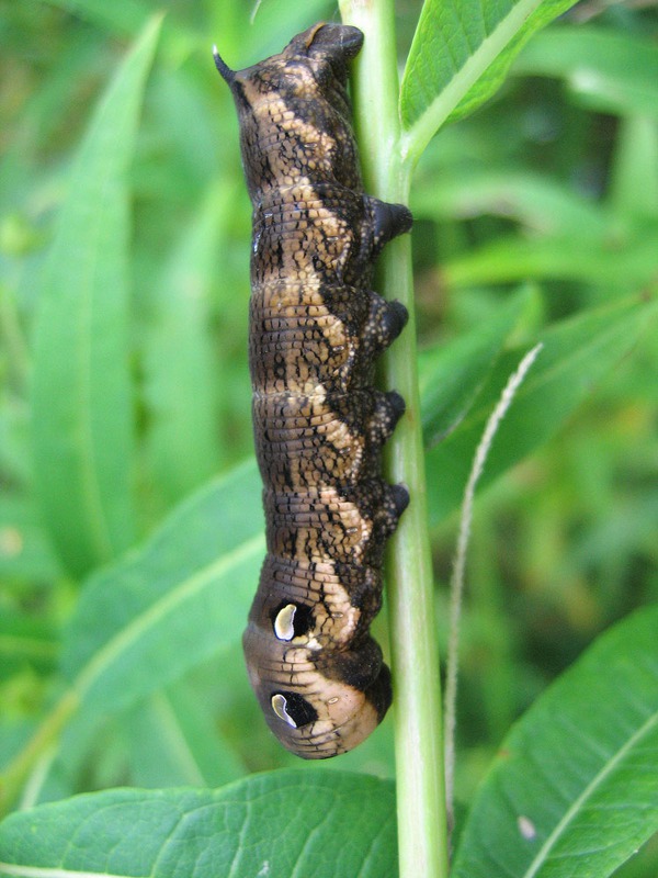 Бражник средний винный - Deilephila elpenor (Linnaeus, 1758)