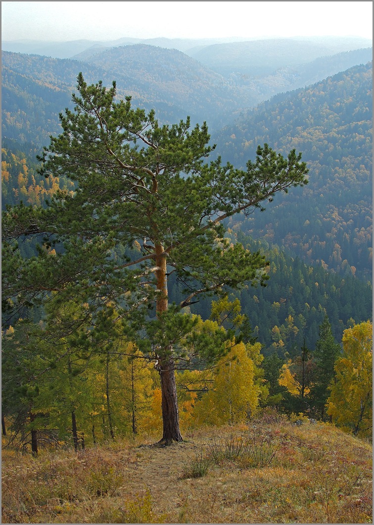 Тропинка в осень