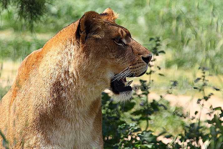 Ramat Gan Safari