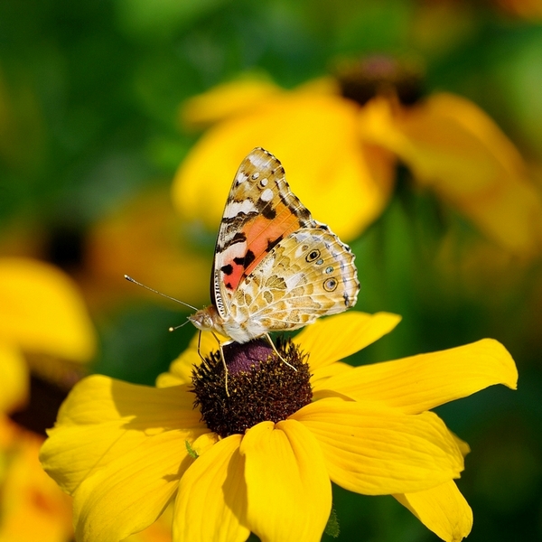 Vanessa cardui