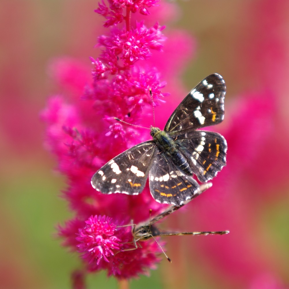 Limenitis populi