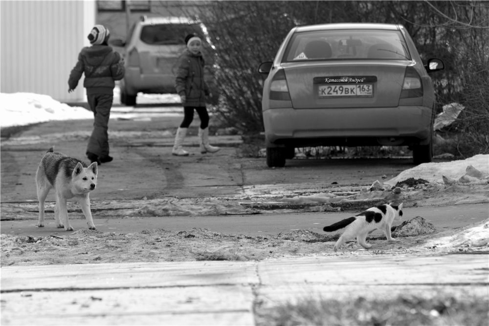 Разминка котэ перед боем.