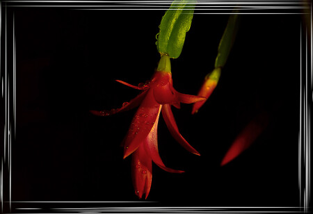 Распустился декабрист!