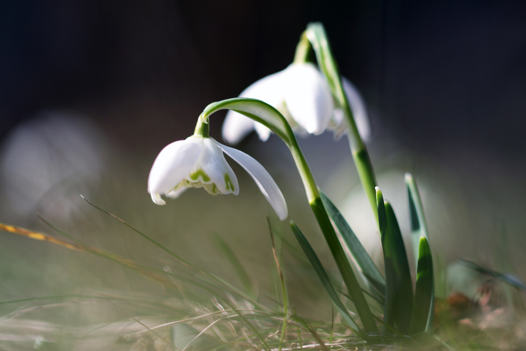 Galanthus-род многолетних трав семейства Amaryllidaceae.