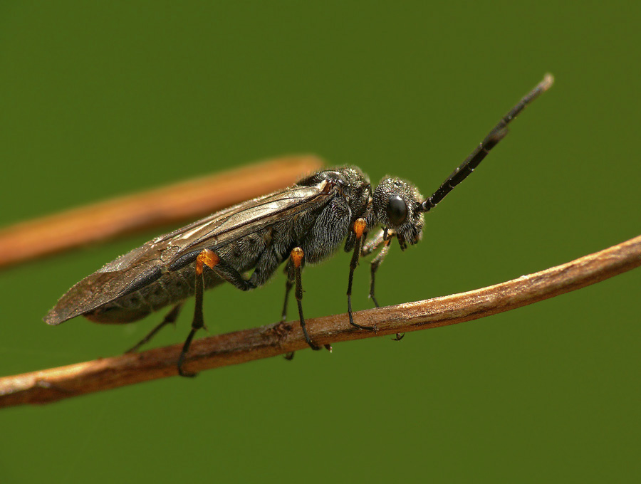 Пилильщик Dolerus sp.