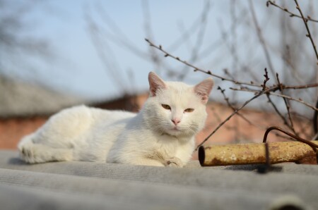 котЭ