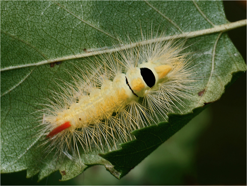 Calliteara pudibunda - Краснохвост