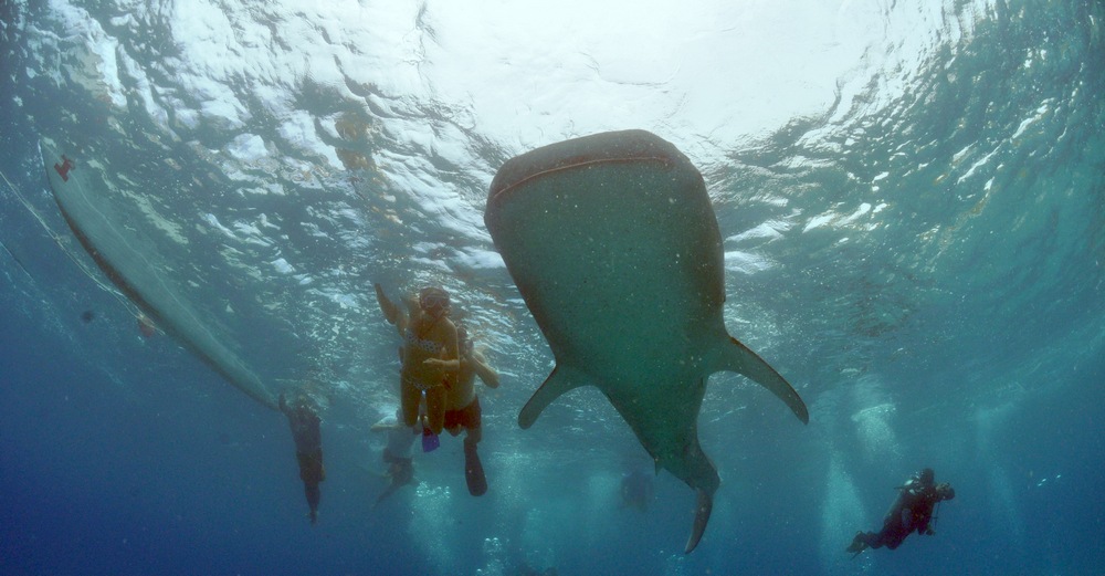 Whale shark