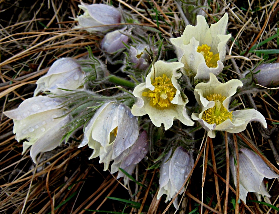 Сон-трава просыпается... Pulsatilla patens