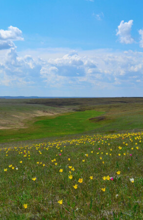 Степь да степь
