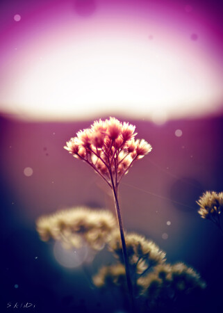 Весенний.. на закате