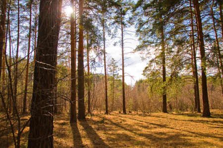 Весна в бору