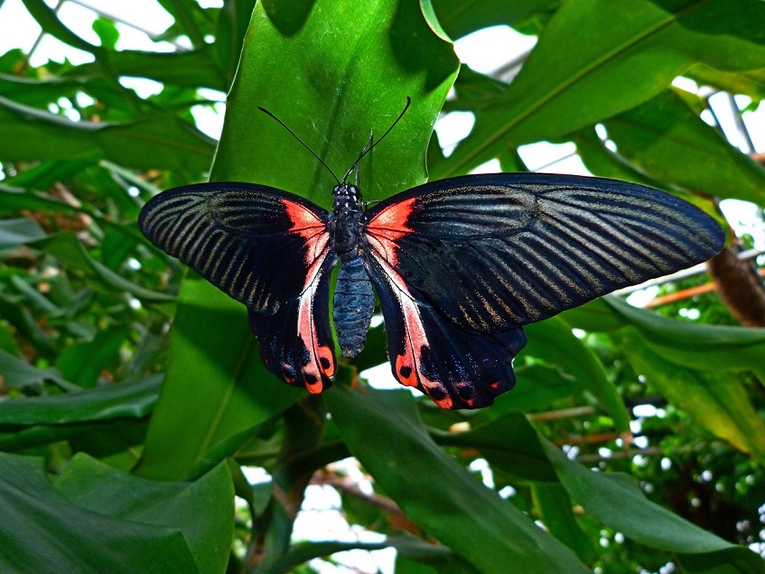 Papilio Rumanzovia