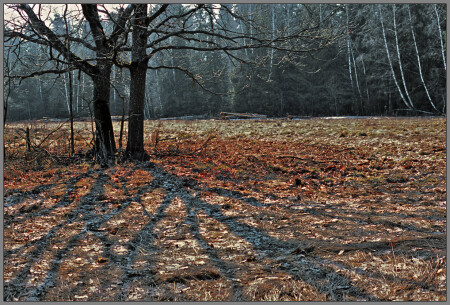 Прошлогодние листья