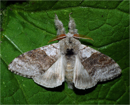 Calliteara pudibunda - Краснохвост