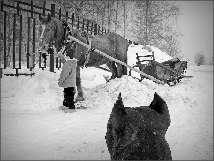 Про лошадку