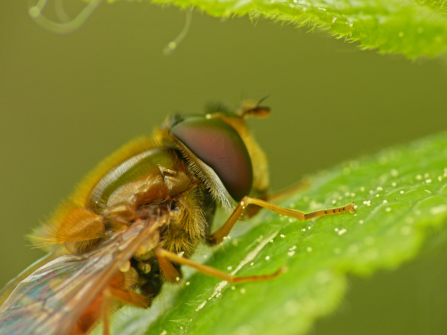 Муха-журчалка Leucozona glaucia