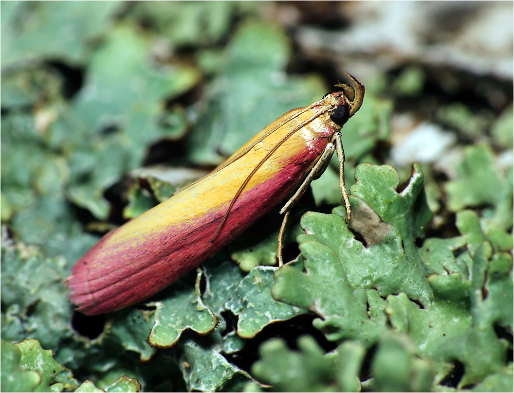 Oncocera semirubella - Огнёвка люцерновая.