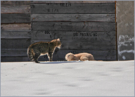 "Ищите кошку"